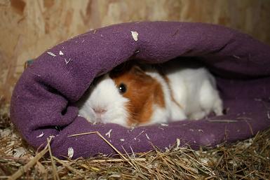 Norbert im Sack